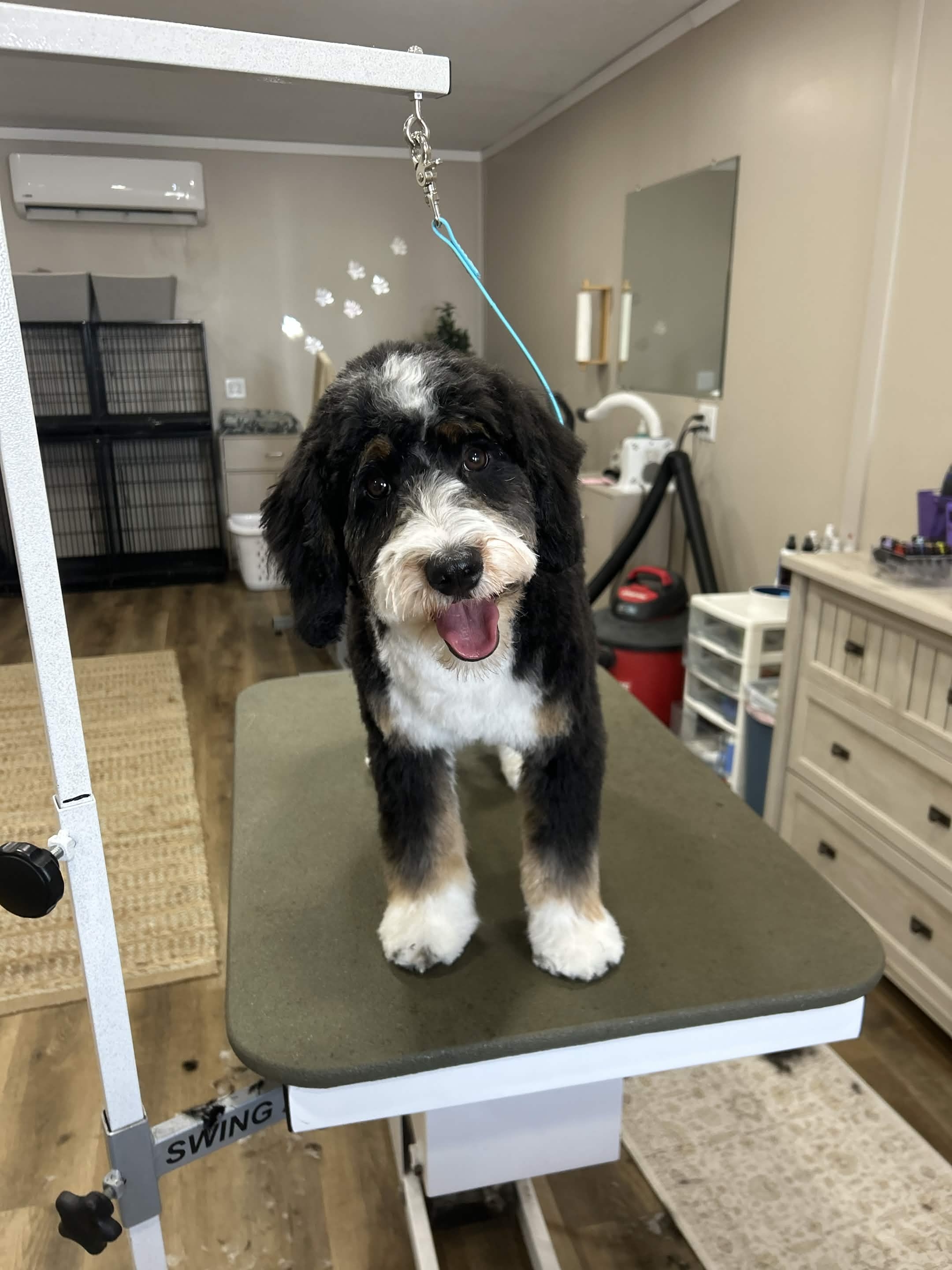 Cute baby black doodle