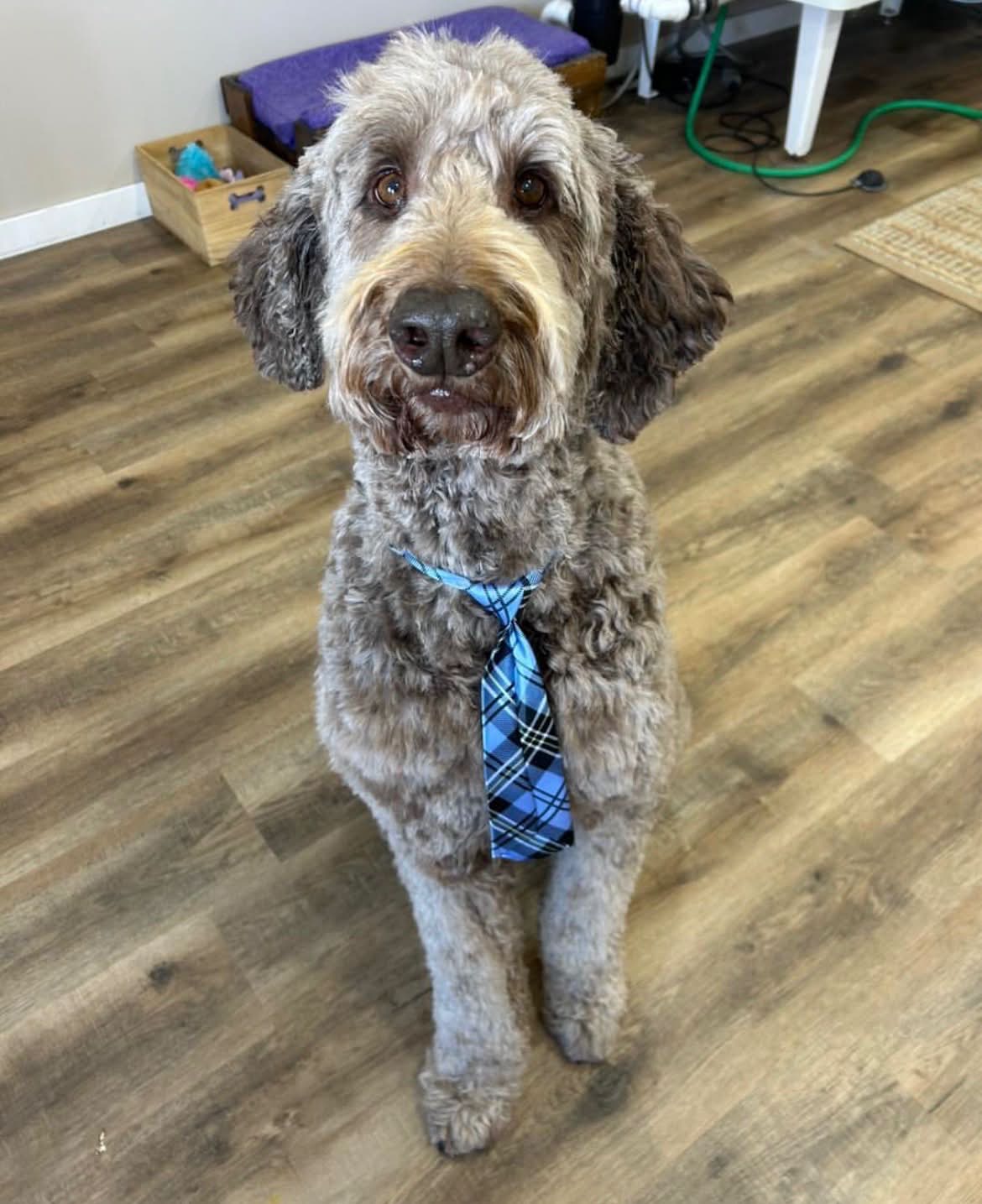 Crosby with blue tie