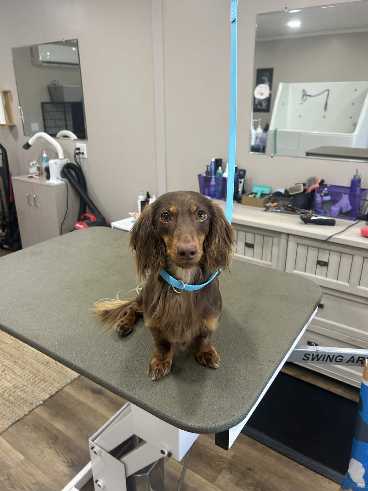 Dog grooming