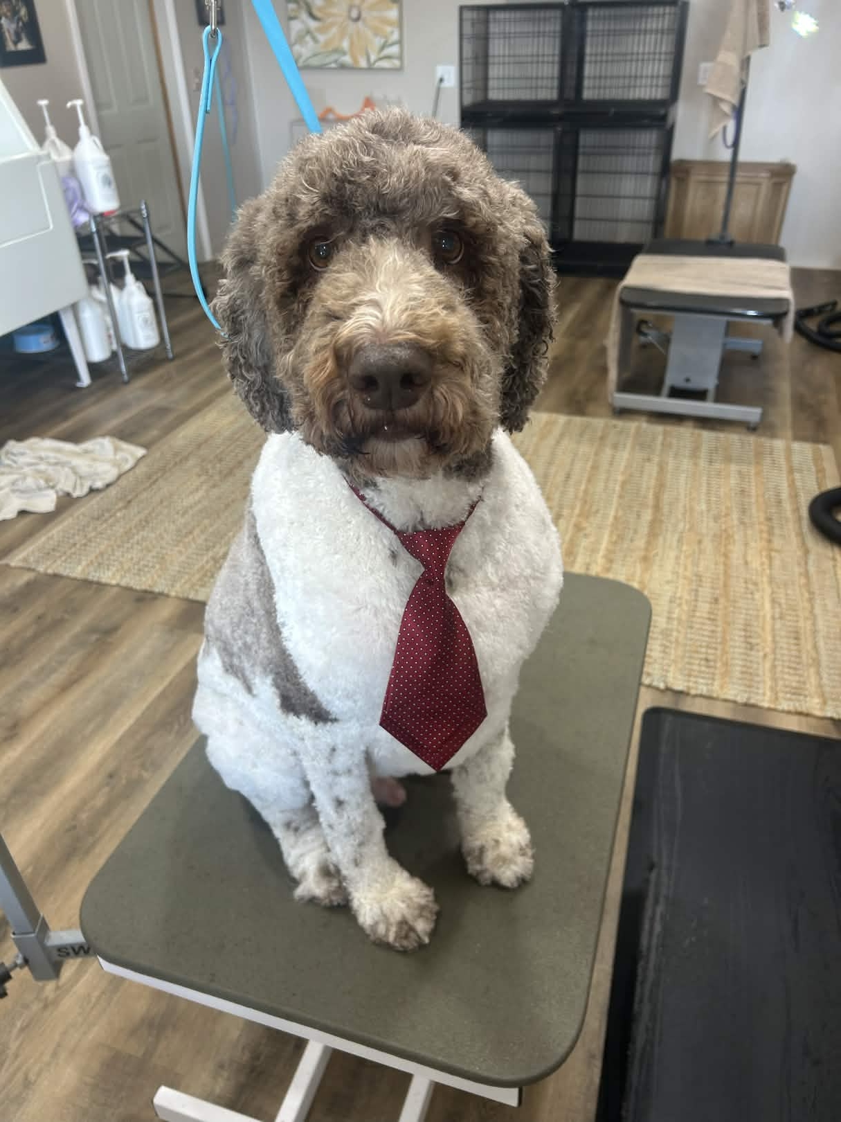 Dog grooming