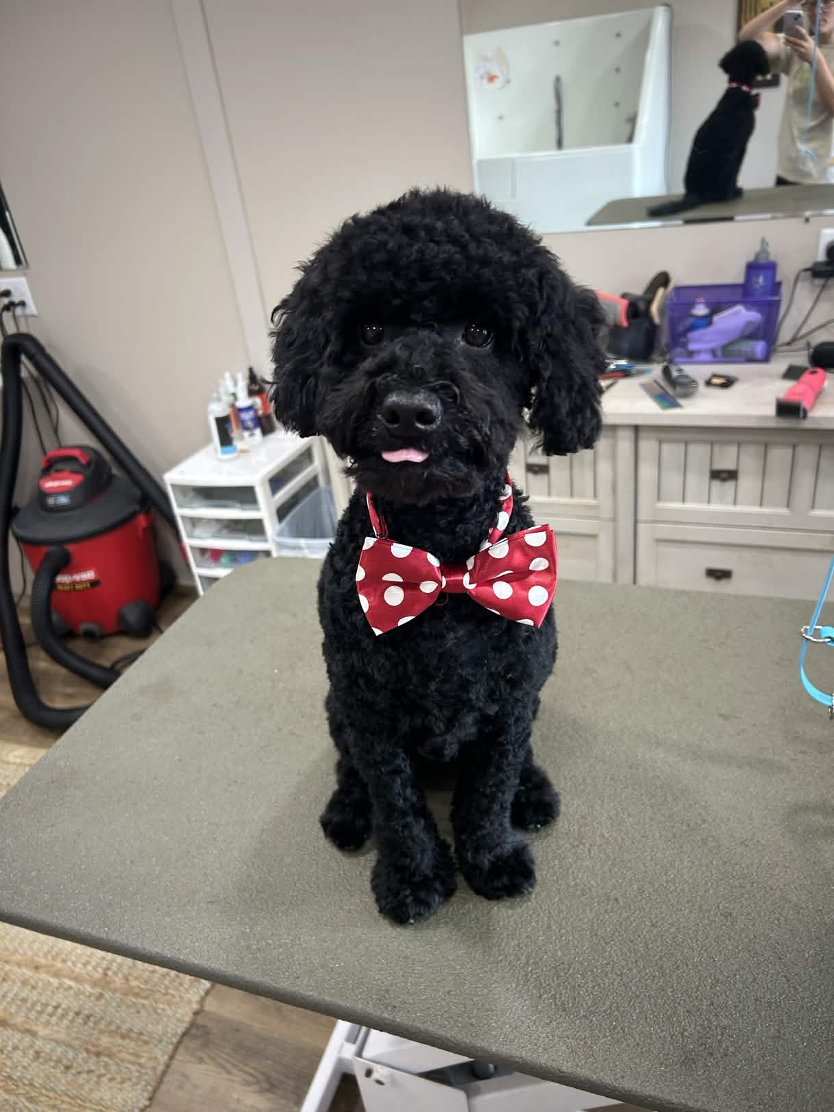 Dog grooming