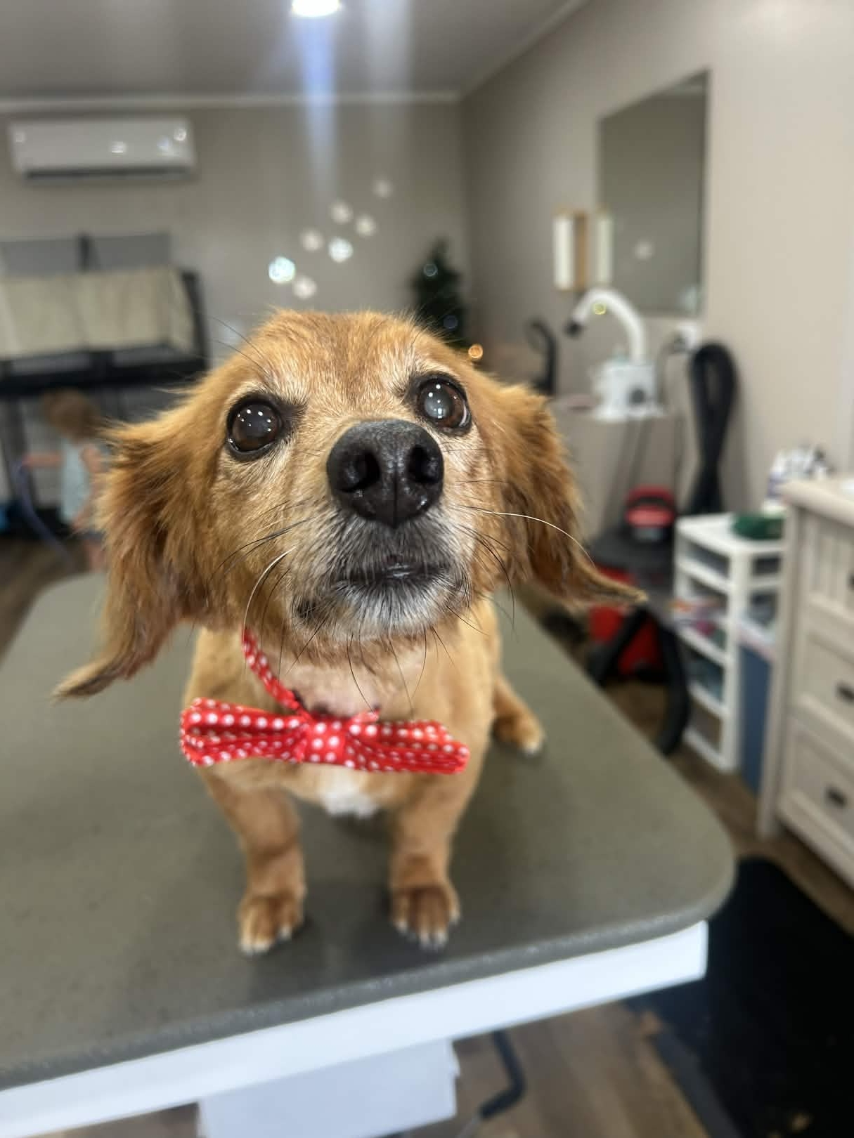 Freshly groomed dog